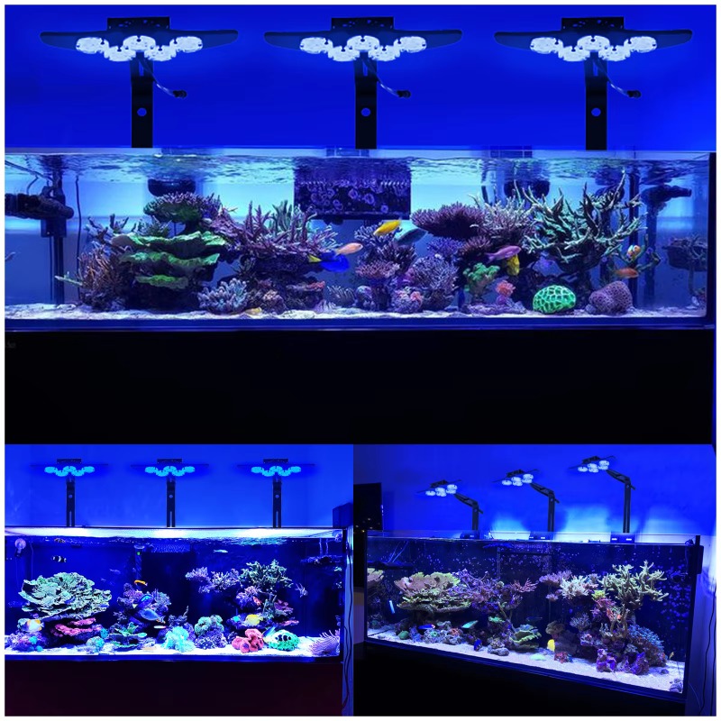 High Brightness Marine LED Fis - огляд і ціна Marine Aquarium App